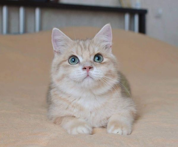 British Shorthair