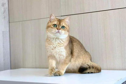 British Shorthair