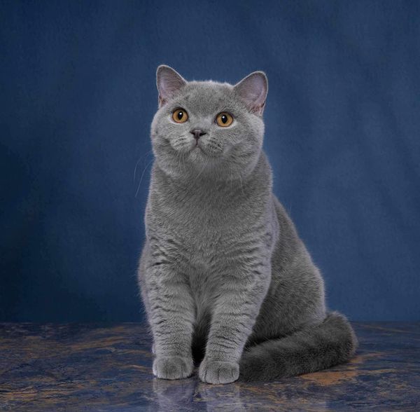 British Shorthair