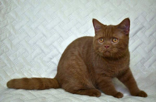 British Shorthair