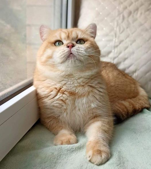 British Shorthair