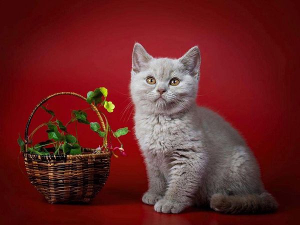 British Shorthair