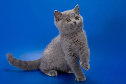 British Shorthair