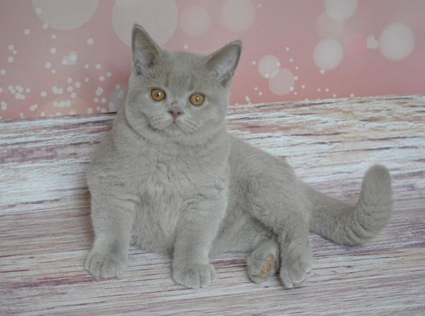 British Shorthair