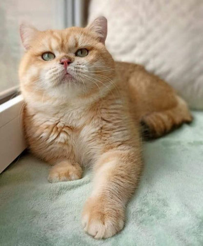 British Shorthair