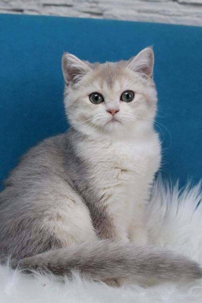 British Shorthair