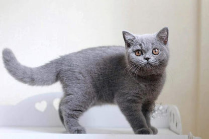 British Shorthair