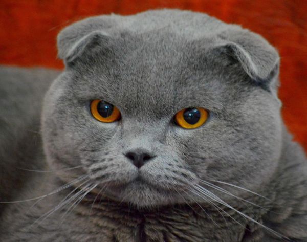 Scottish Fold