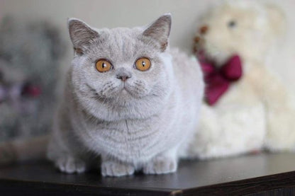 British Shorthair