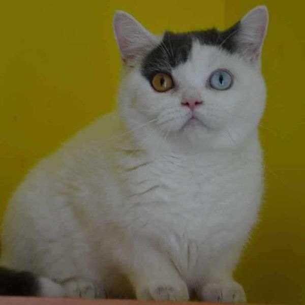 British Shorthair