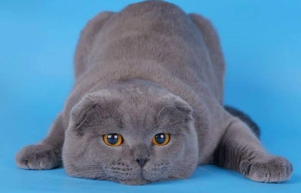 Scottish Fold