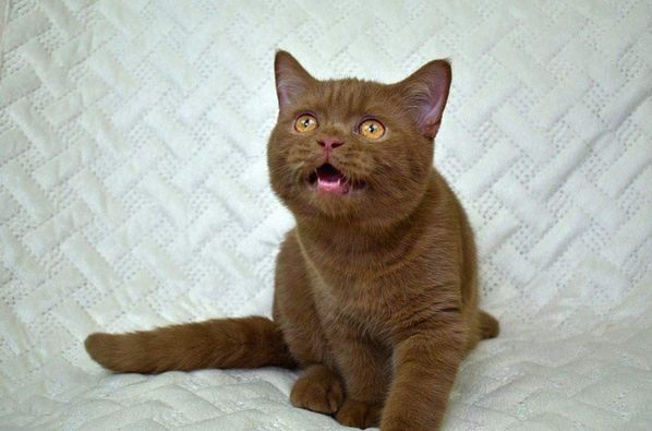 British Shorthair