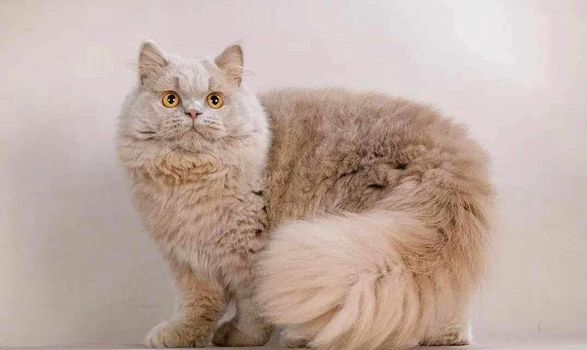 British Longhair