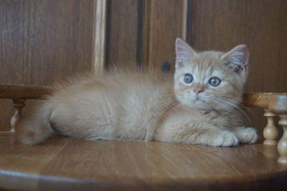 British Shorthair