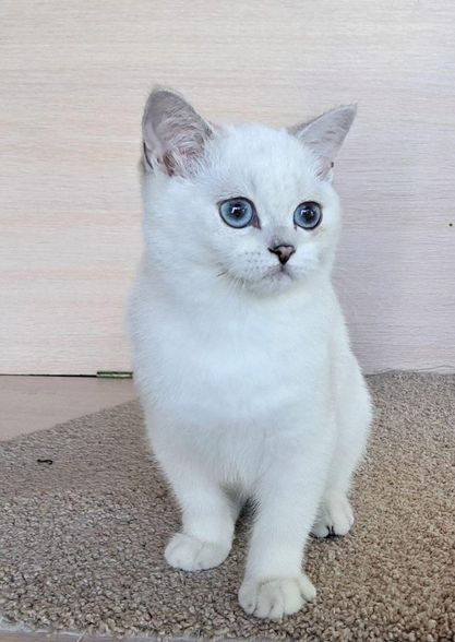 British Shorthair