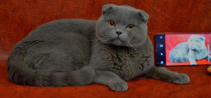 Scottish Fold