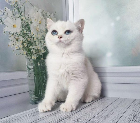 British Shorthair