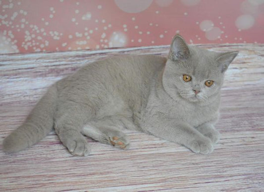 British Shorthair