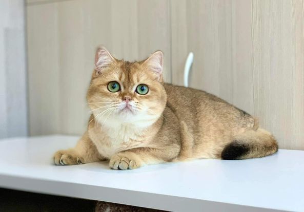 British Shorthair