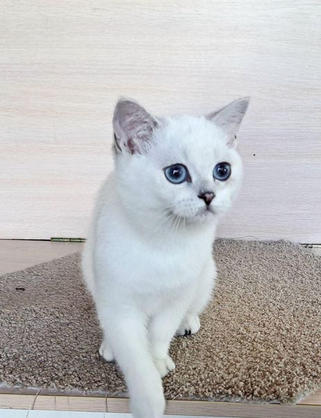 British Shorthair