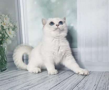 British Shorthair