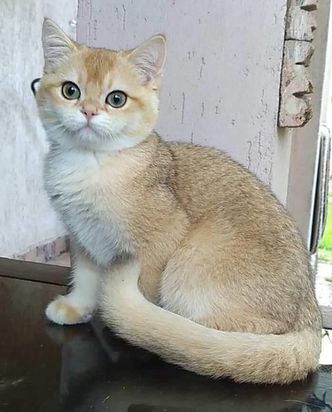 British Shorthair