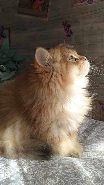 British Longhair