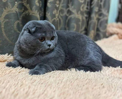 Scottish Fold