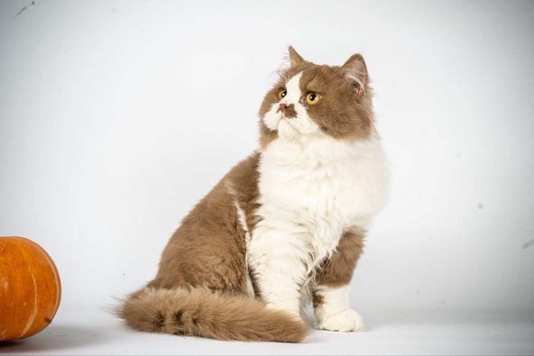 British Longhair