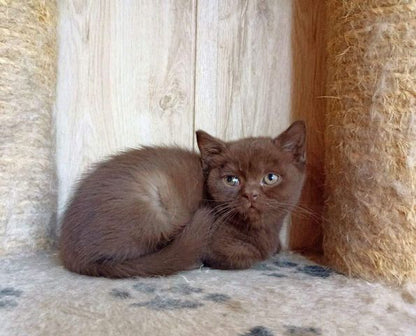 British Shorthair