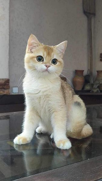 British Shorthair