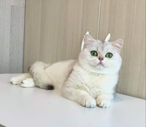 British Shorthair