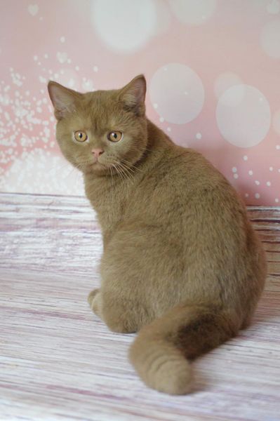 British Shorthair