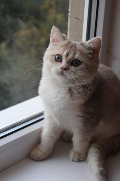 British Shorthair