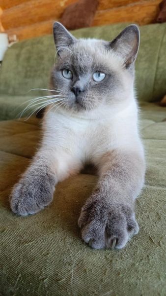 British Shorthair