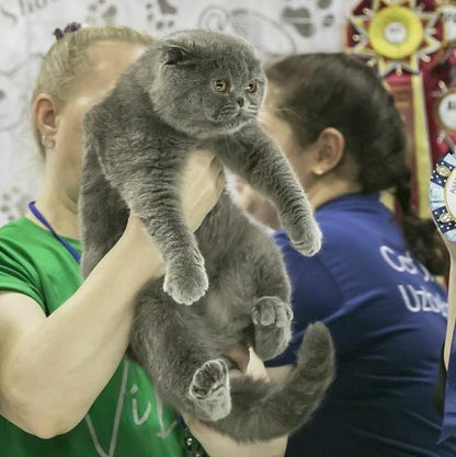 Scottish Fold