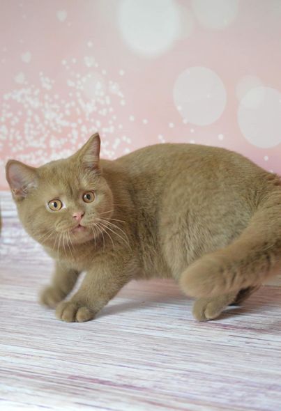 British Shorthair