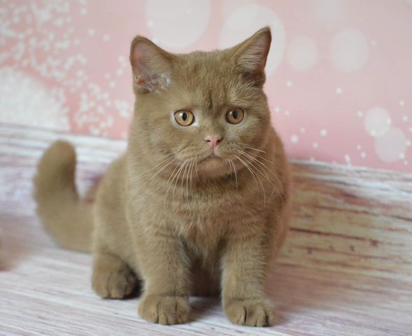 British Shorthair