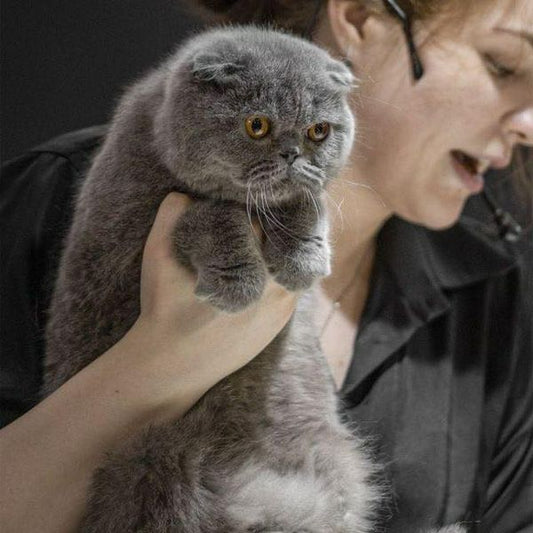 Scottish Fold