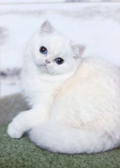 British Shorthair