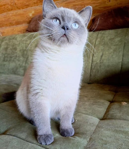 British Shorthair