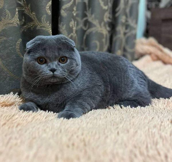 Scottish Fold