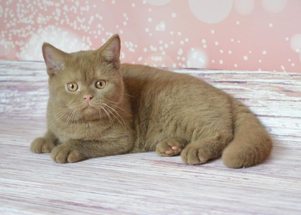 British Shorthair