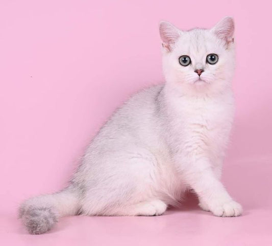 British Shorthair