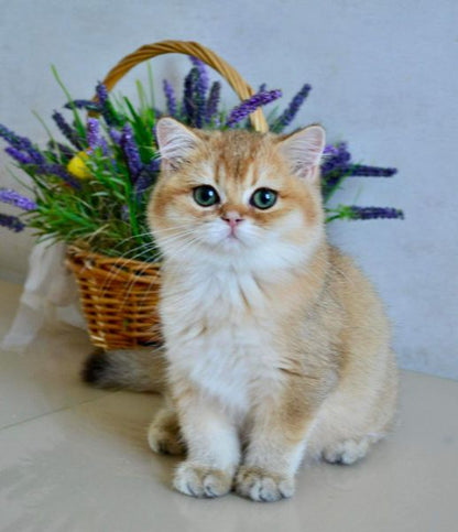 British Shorthair