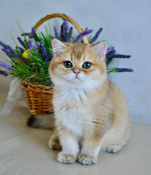 British Shorthair