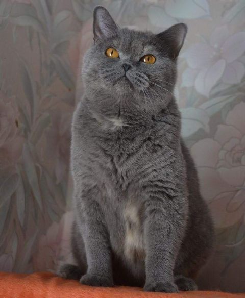 British Shorthair