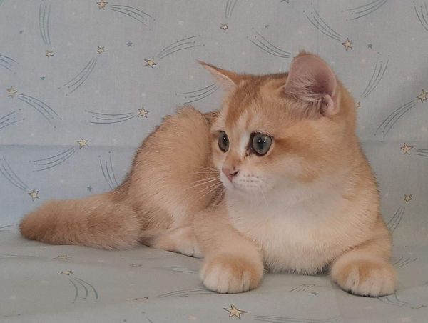 British Shorthair