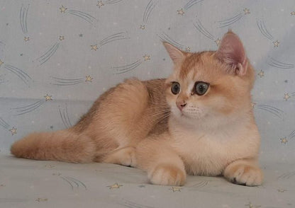 British Shorthair