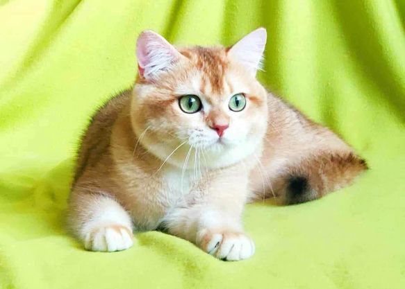 British Shorthair